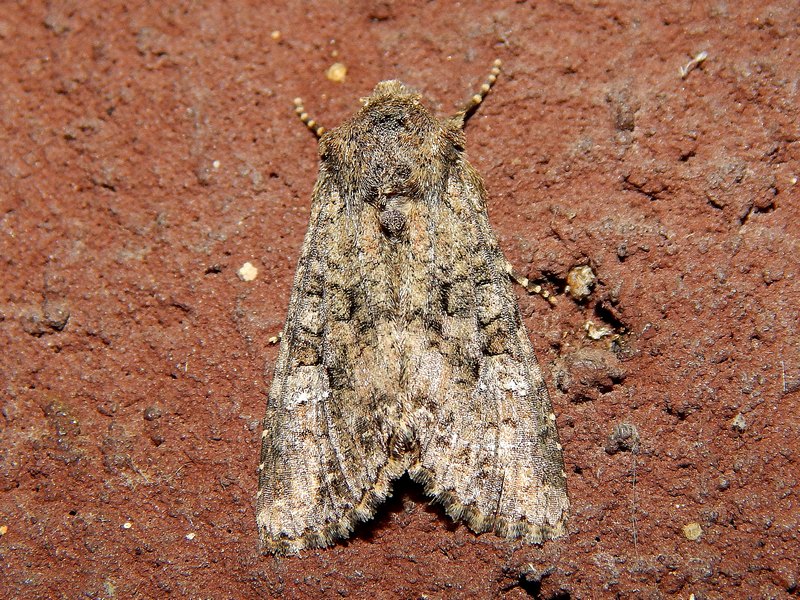 Noctuidae da ID - Mamestra brassicae